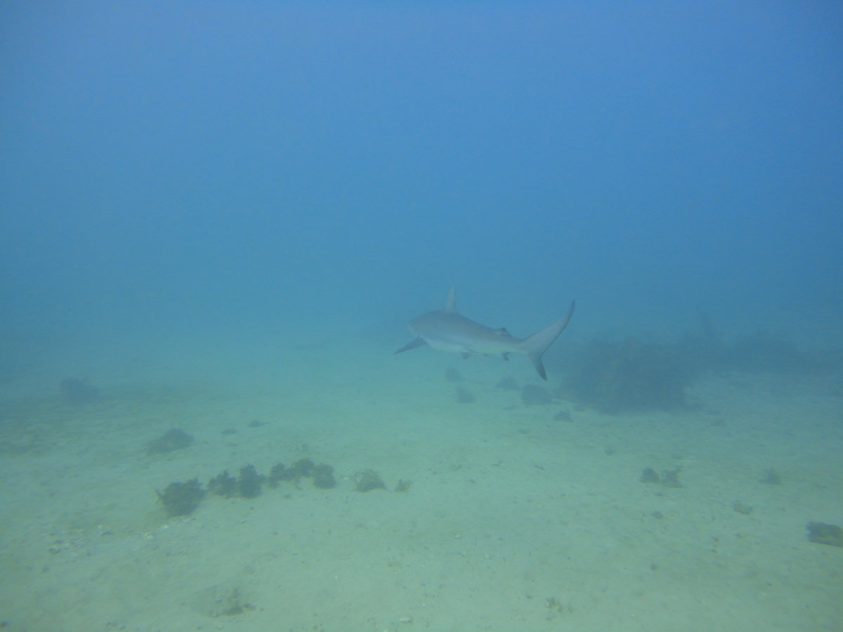 Dive photo 1 of 1