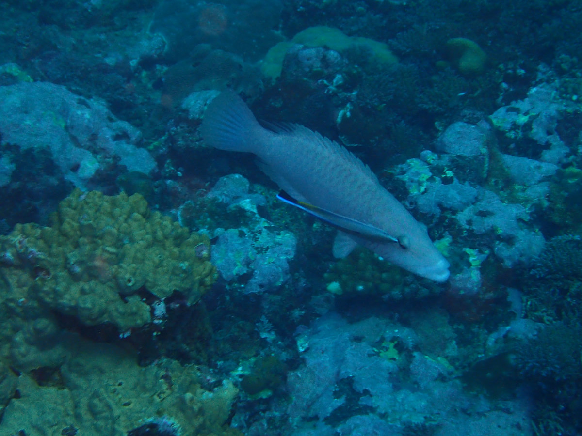 Dive photo 1 of 1