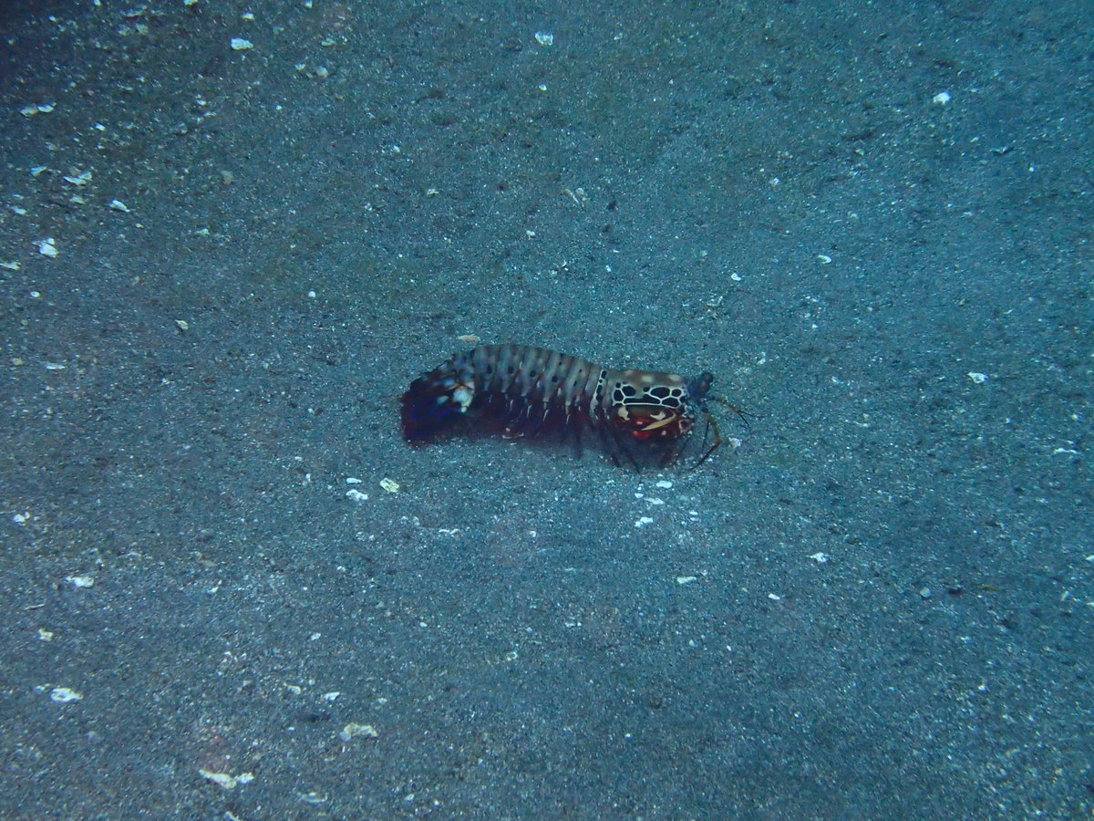 Dive photo 1 of 5