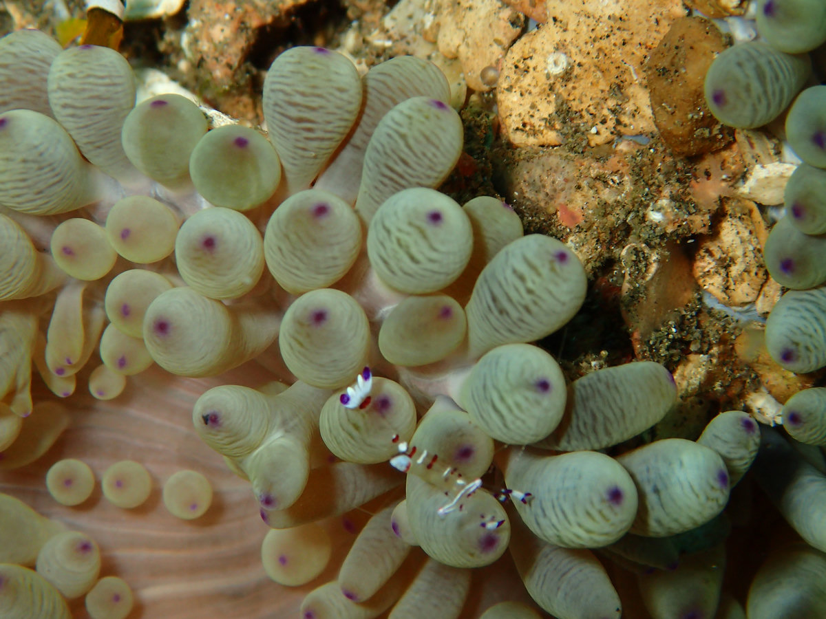 Dive photo 1 of 6
