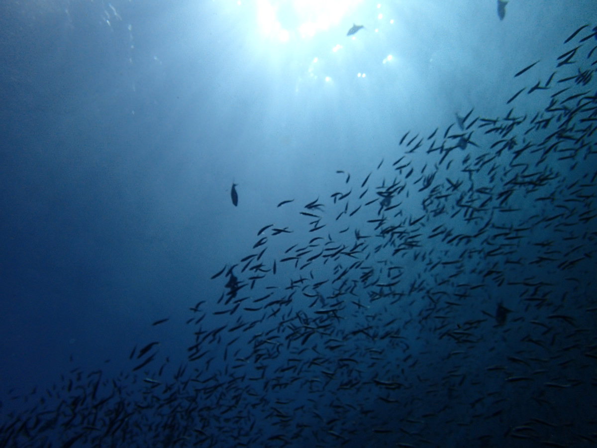 Dive photo 1 of 4
