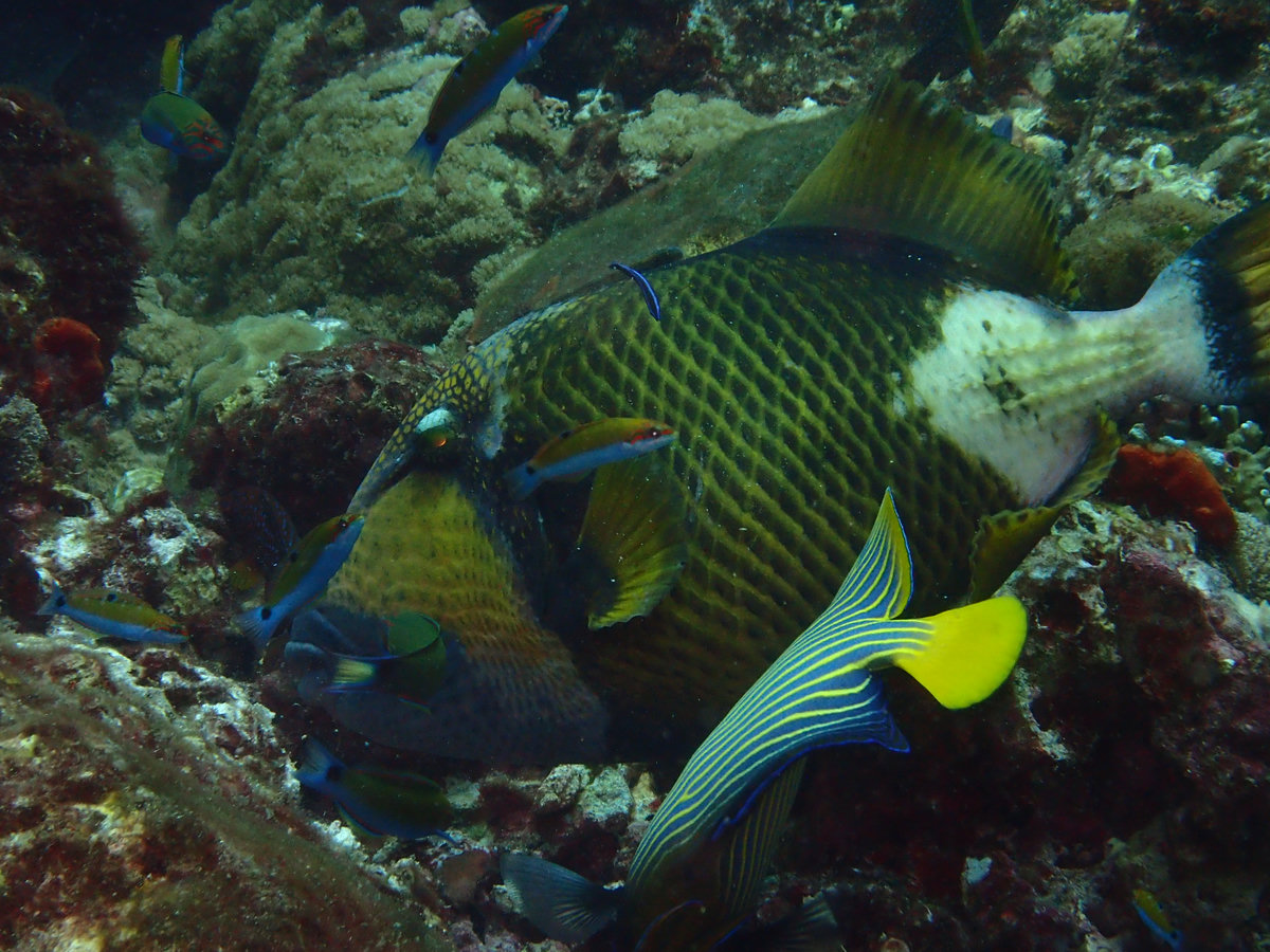 Dive photo 1 of 4