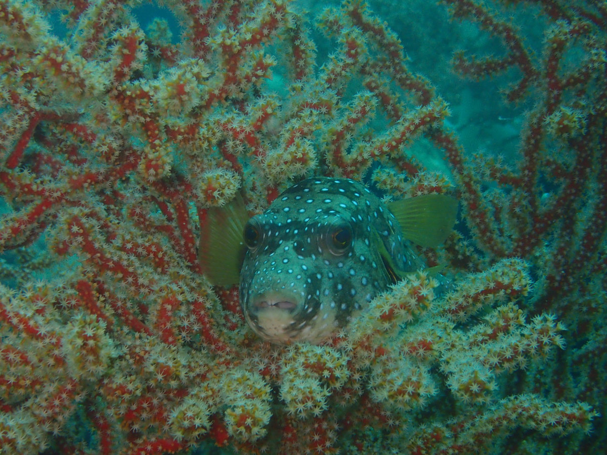 Dive photo 1 of 3