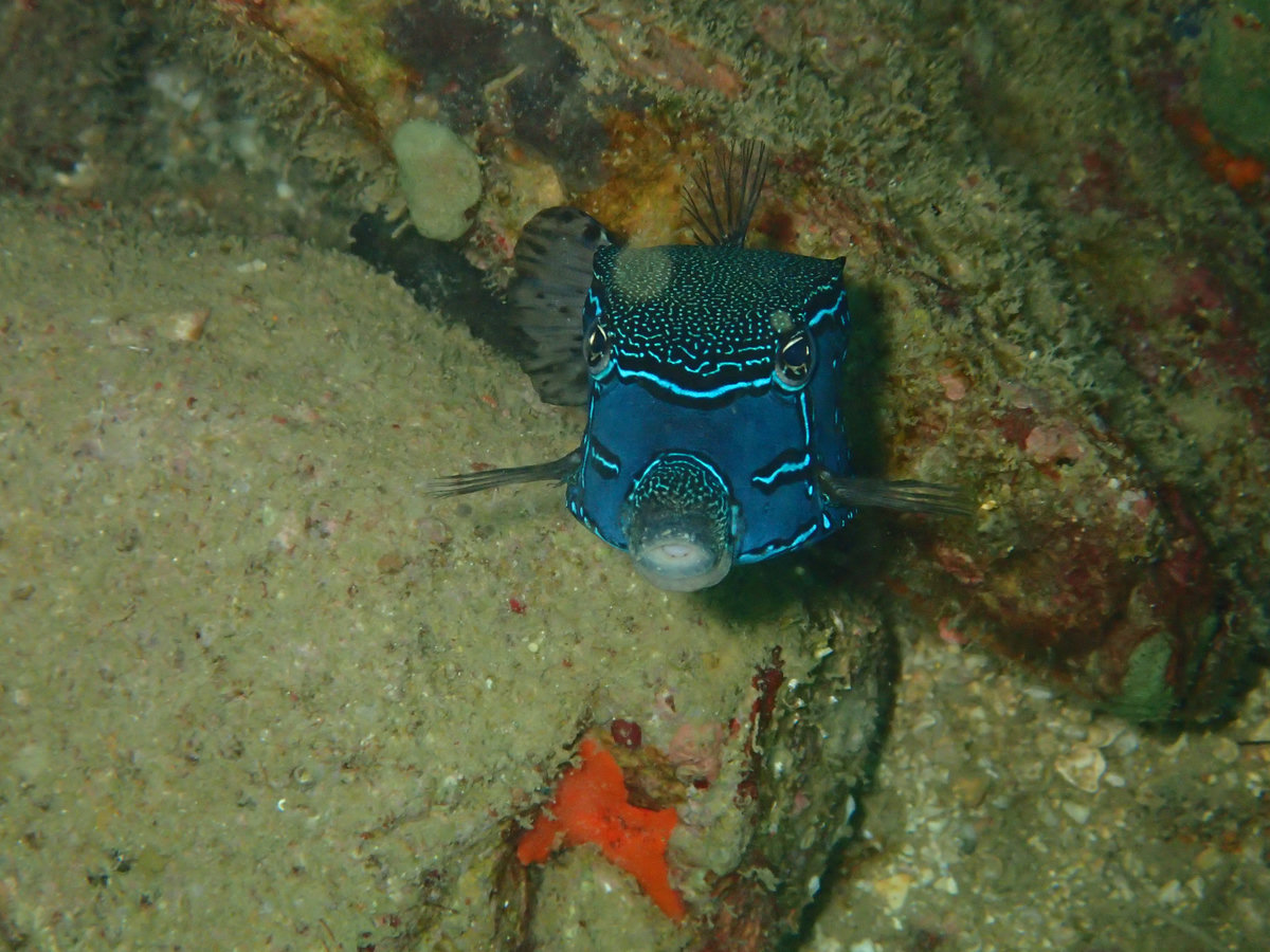 Dive photo 1 of 3