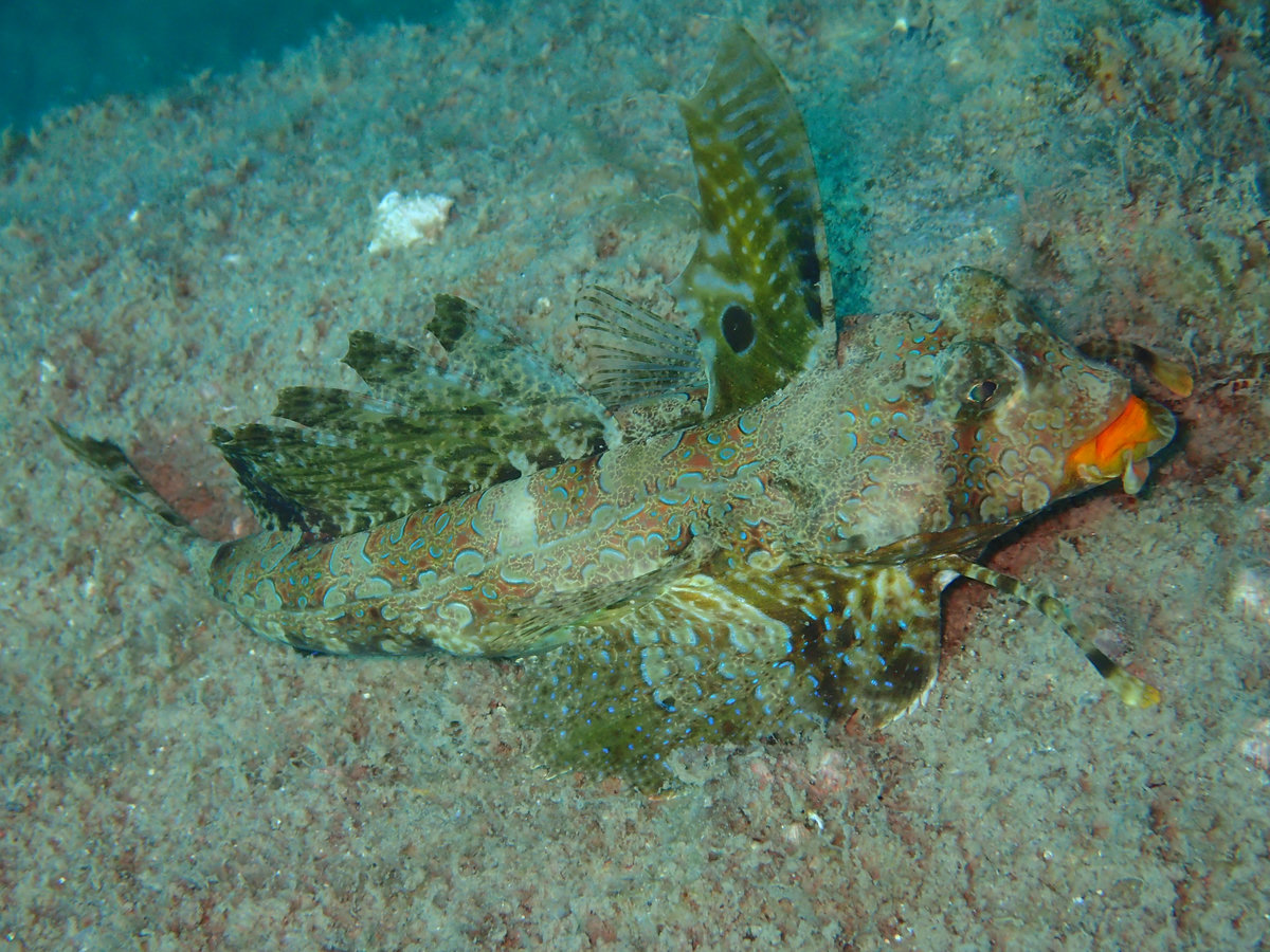 Dive photo 1 of 5