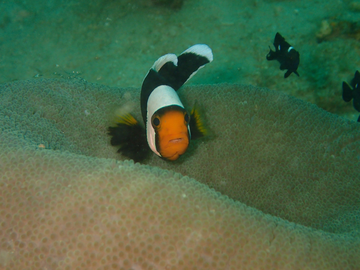 Dive photo 1 of 4