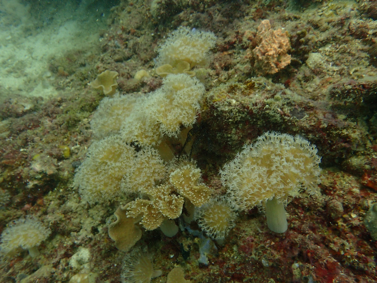 Dive photo 1 of 4