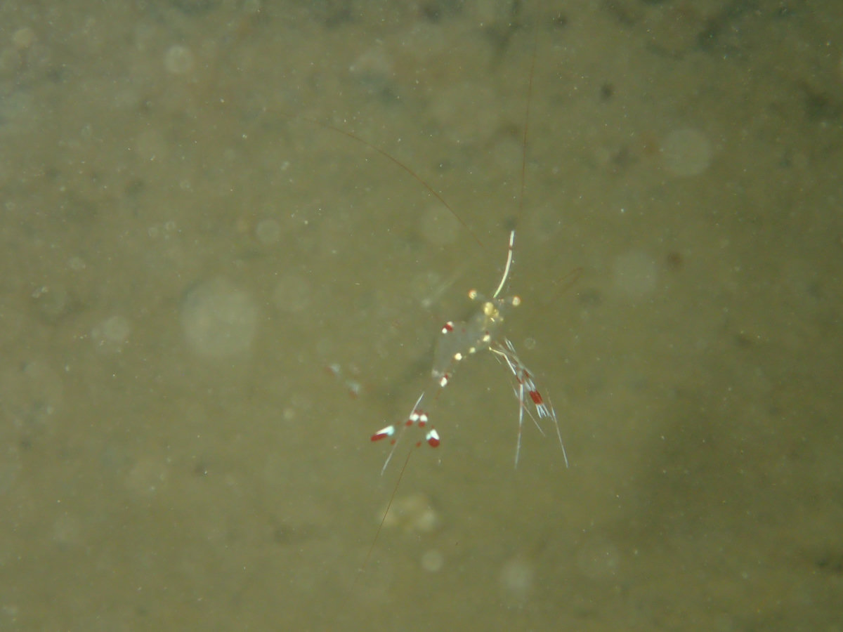 Dive photo 1 of 6