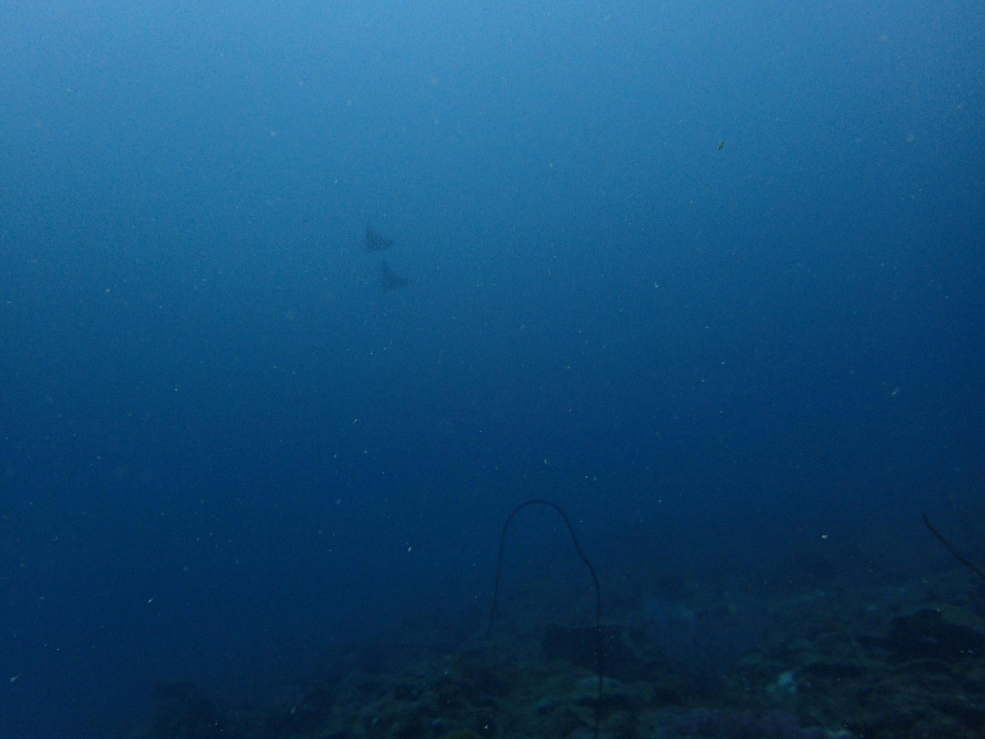 Dive photo 1 of 1
