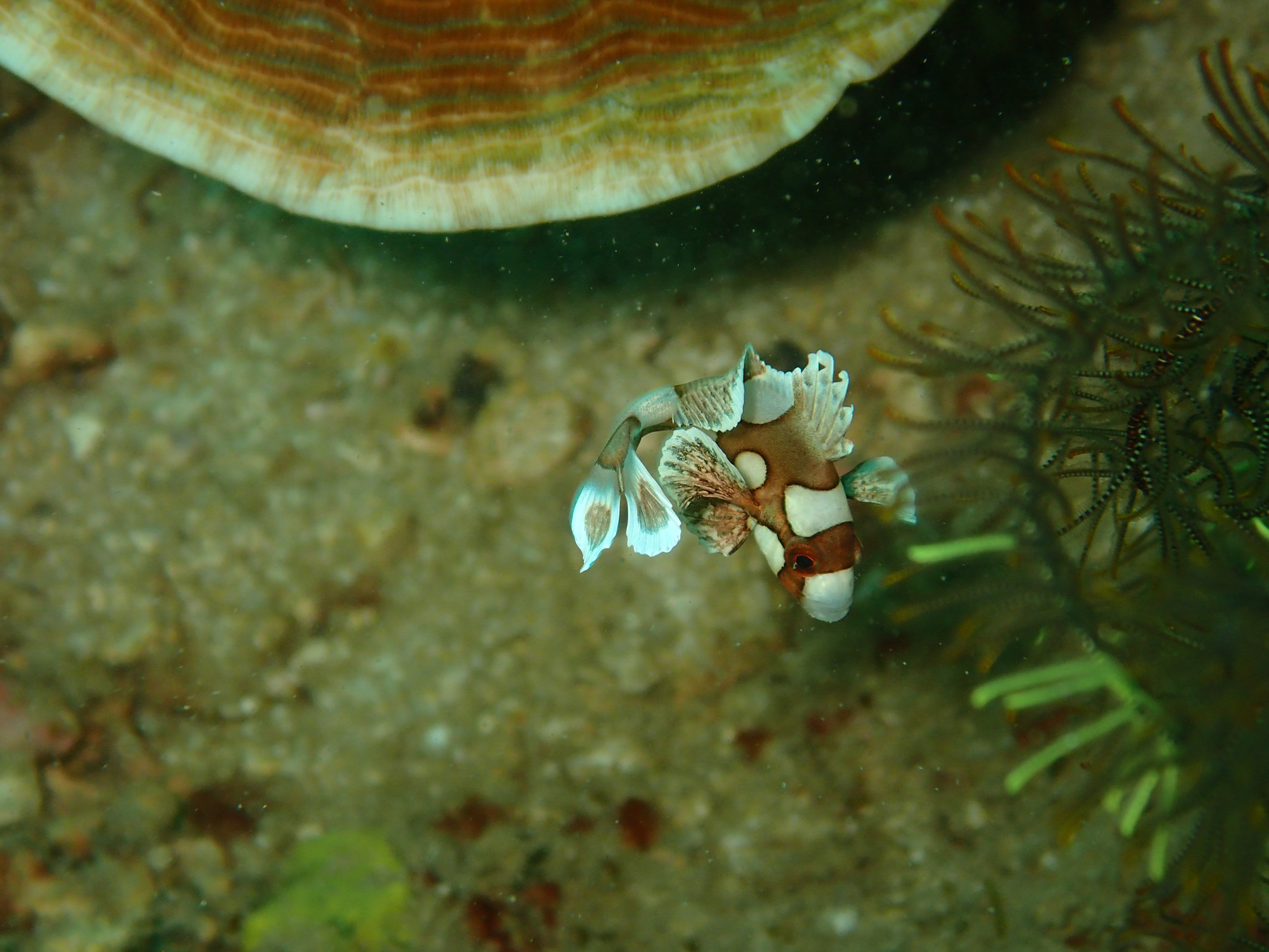 Dive photo 1 of 5