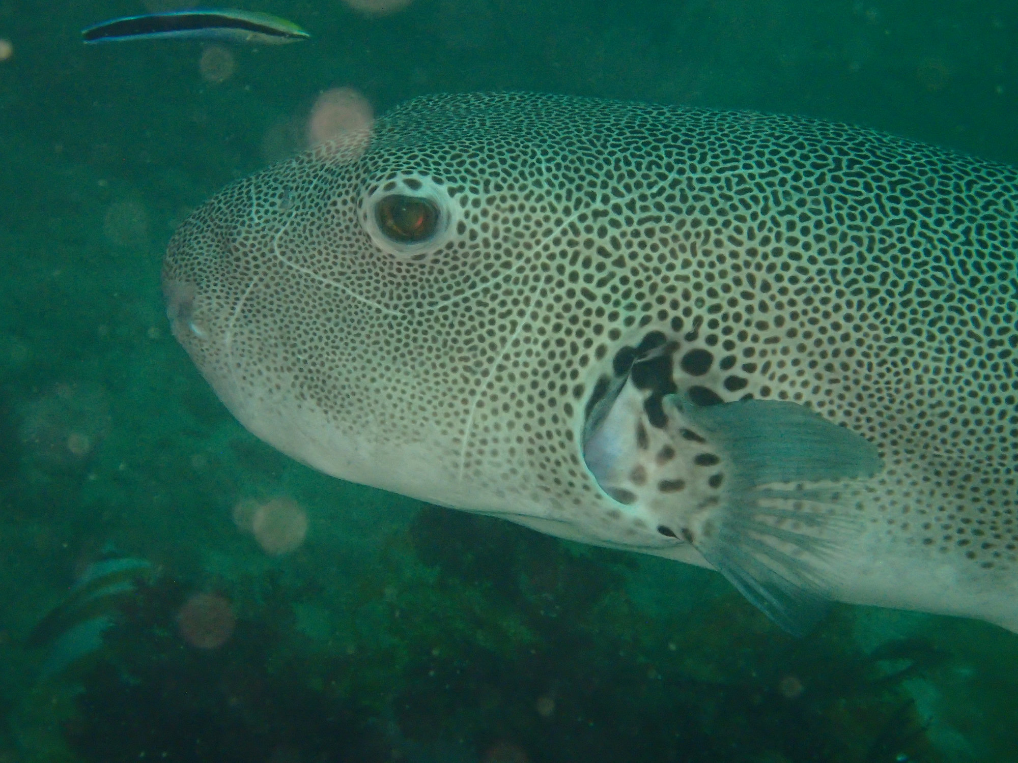 Dive photo 1 of 3