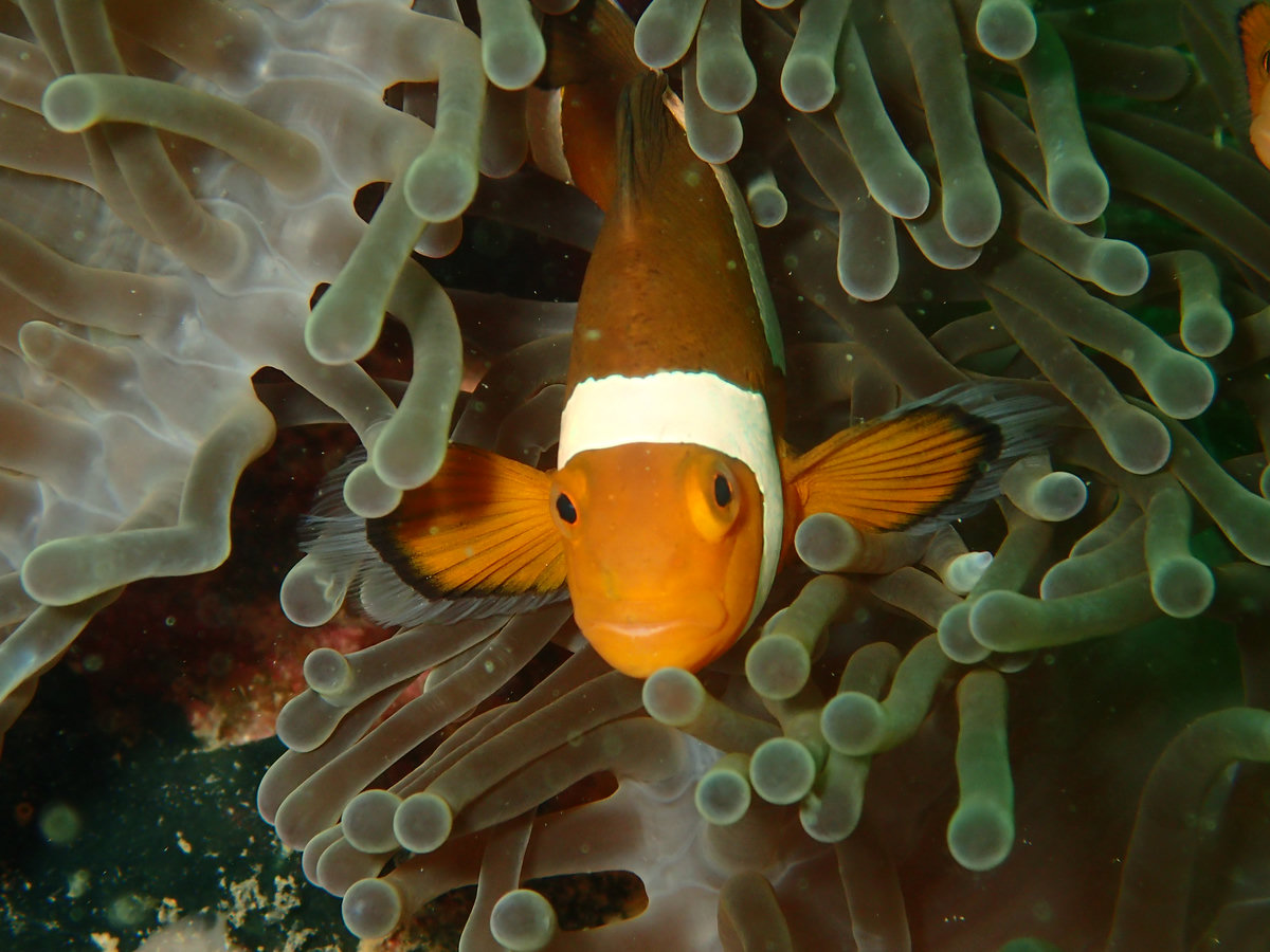 Dive photo 1 of 5