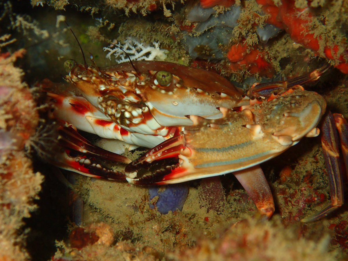 Dive photo 1 of 6