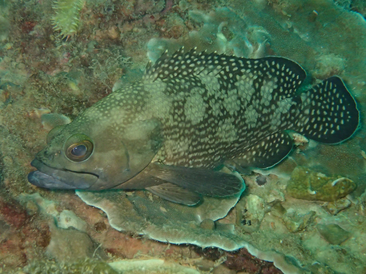 Dive photo 1 of 5