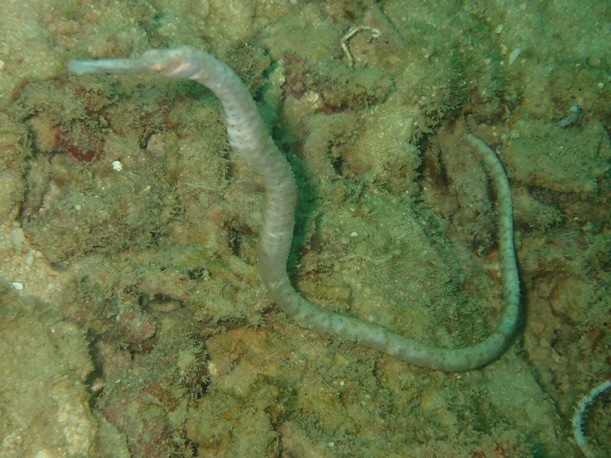 Dive photo 1 of 5
