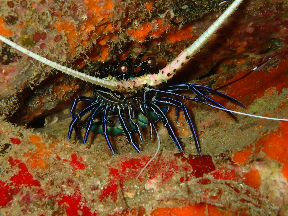 Dive photo 1 of 6