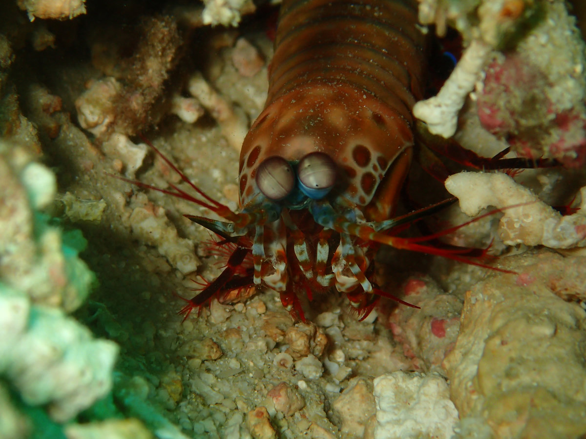 Dive photo 1 of 1
