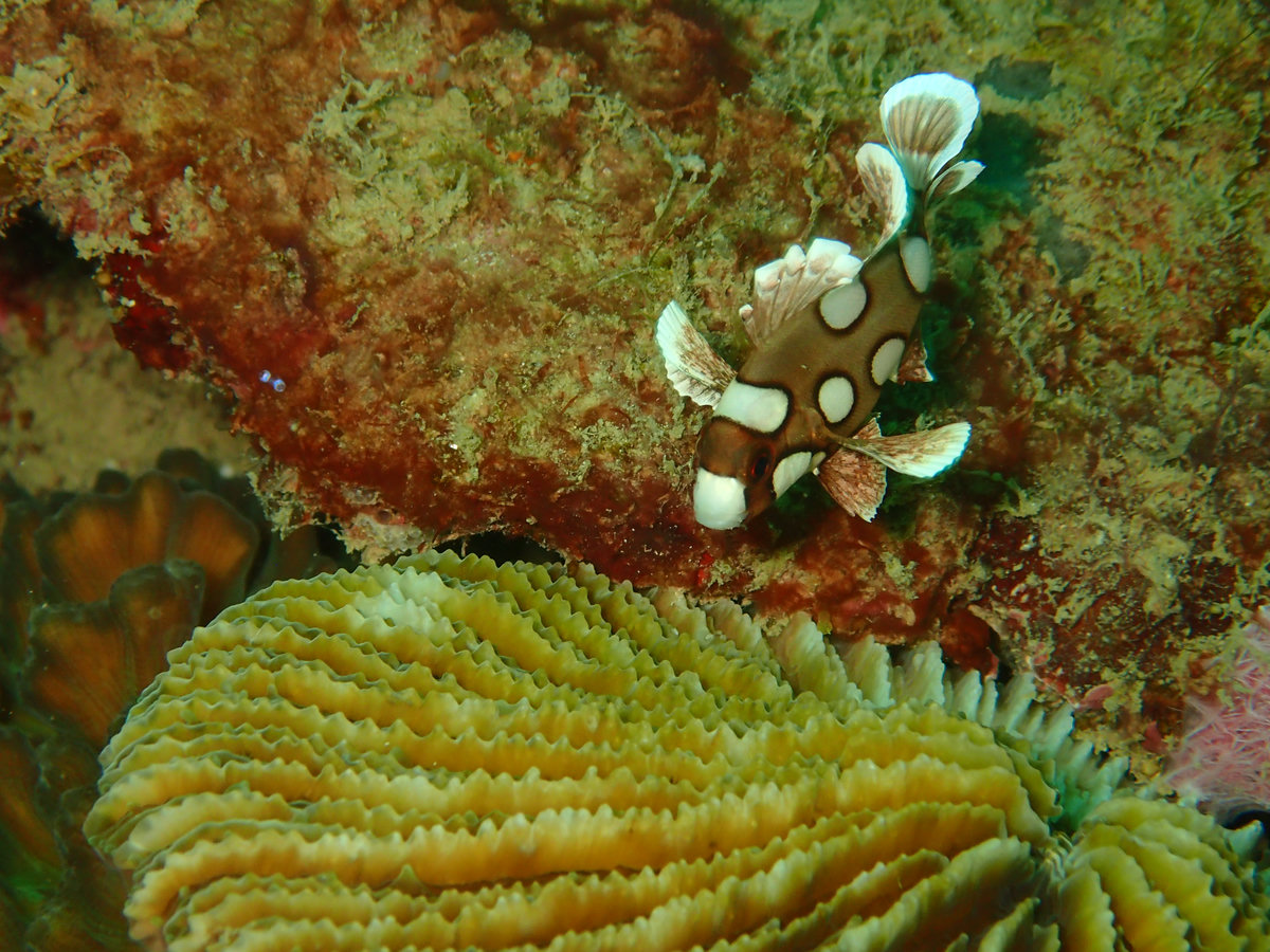 Dive photo 1 of 4