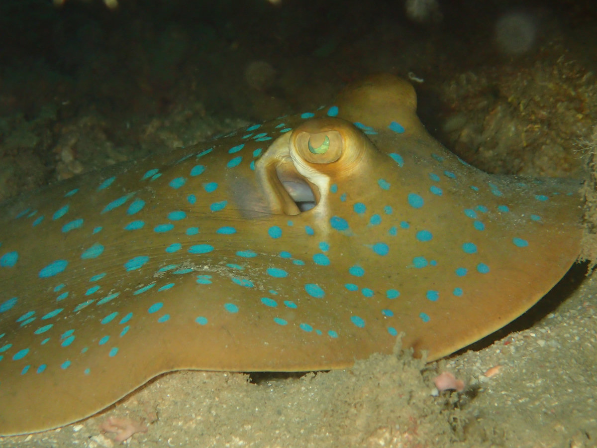 Dive photo 1 of 4