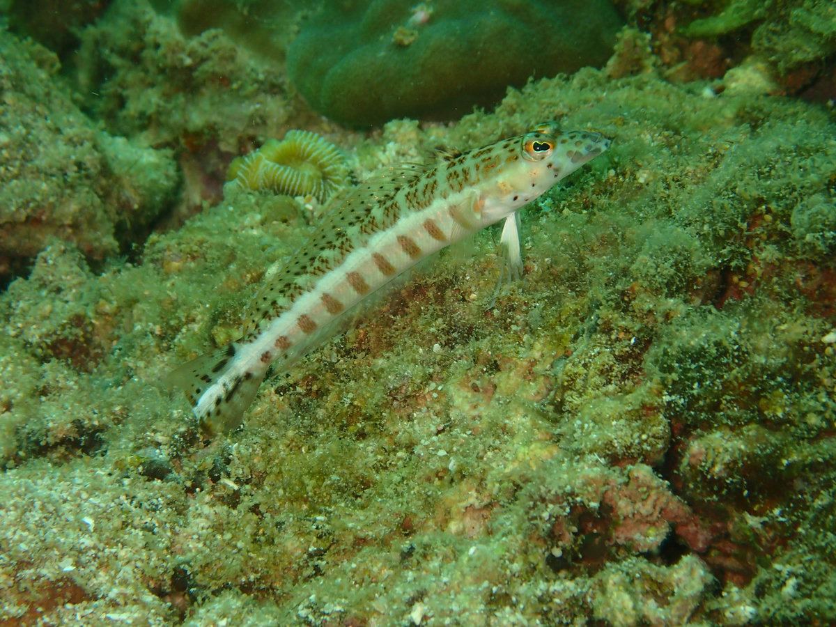 Dive photo 1 of 6