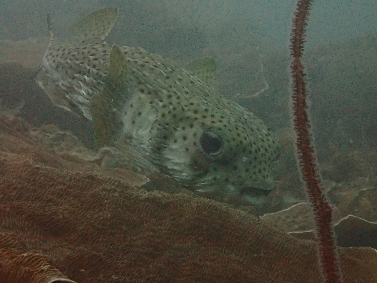 Dive photo 1 of 4
