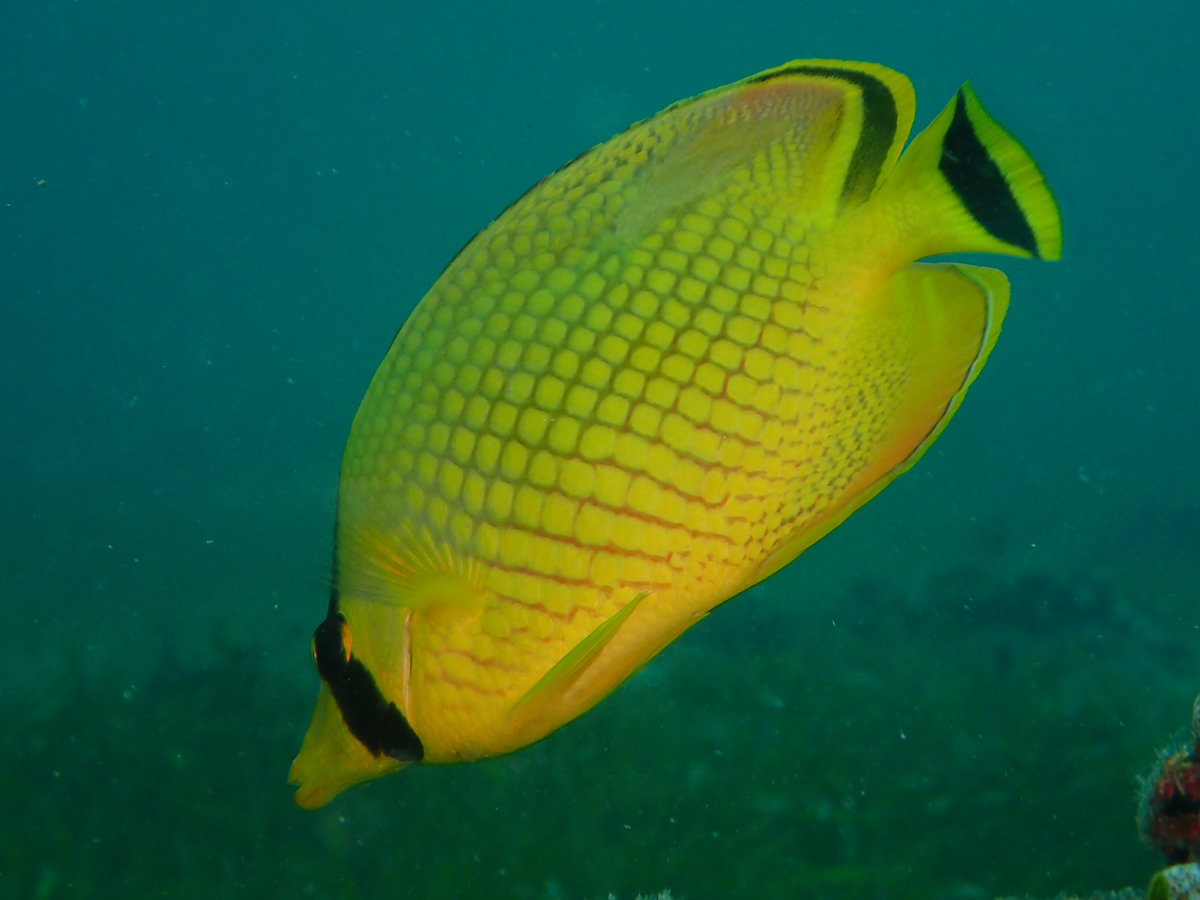 Dive photo 1 of 5