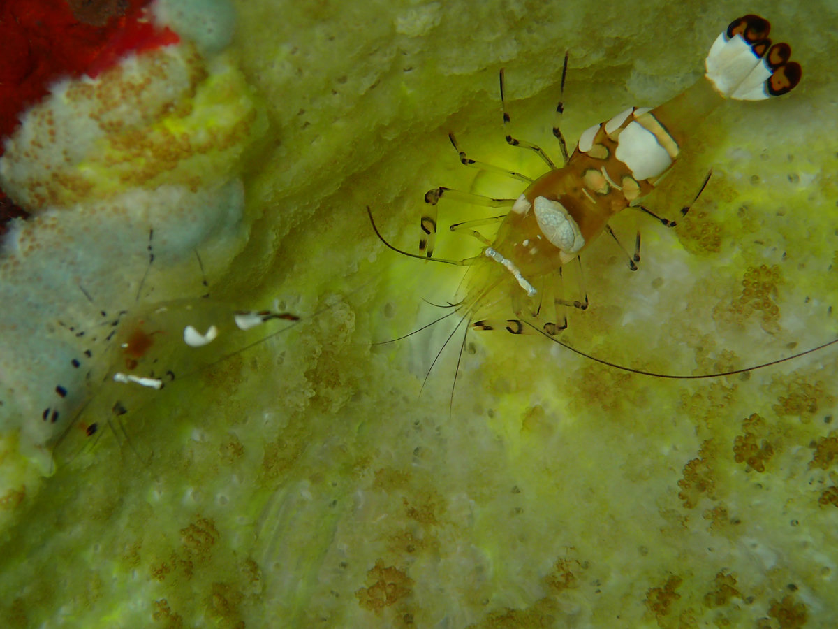 Dive photo 1 of 5
