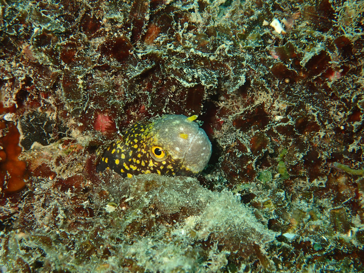 Dive photo 1 of 5