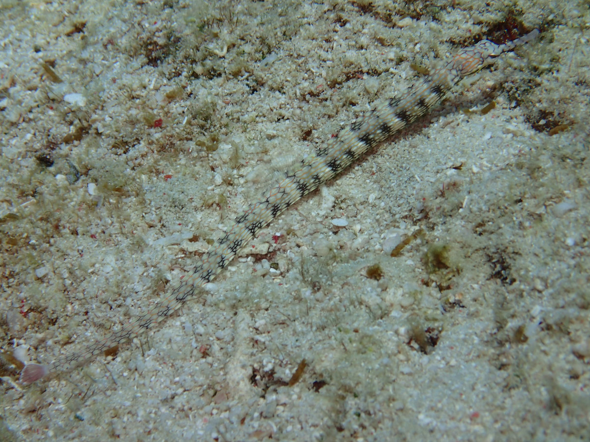 Dive photo 1 of 6