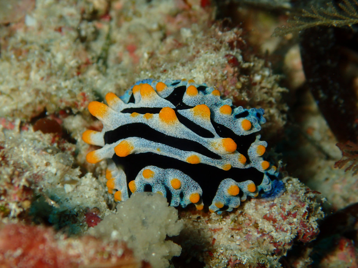 Dive photo 1 of 6