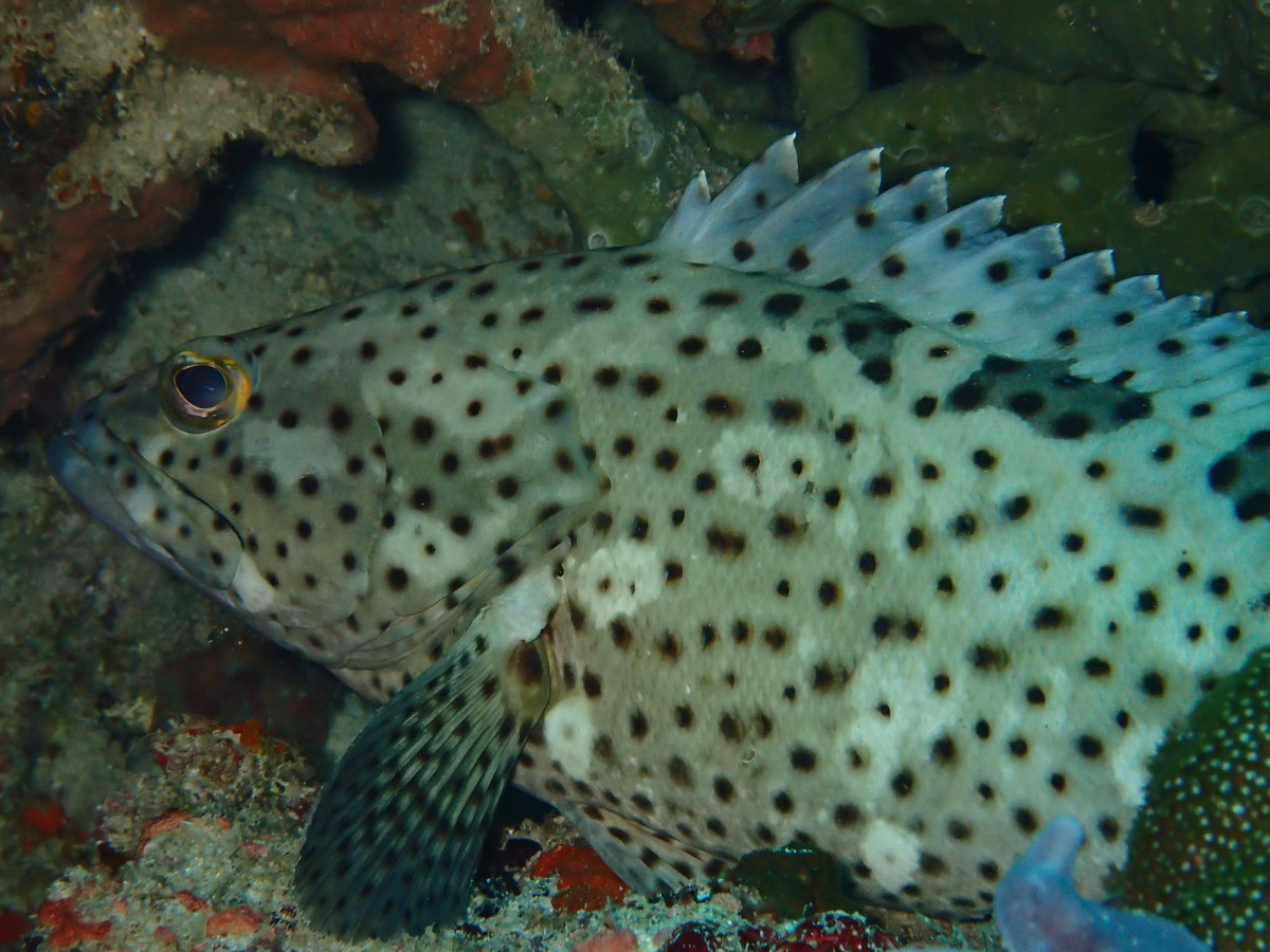 Dive photo 1 of 6