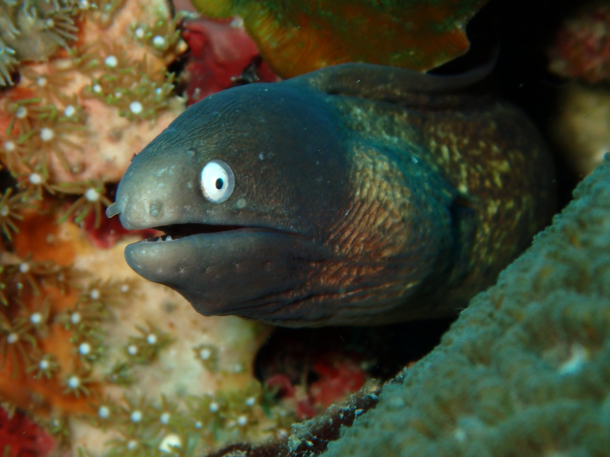 Dive photo 1 of 6