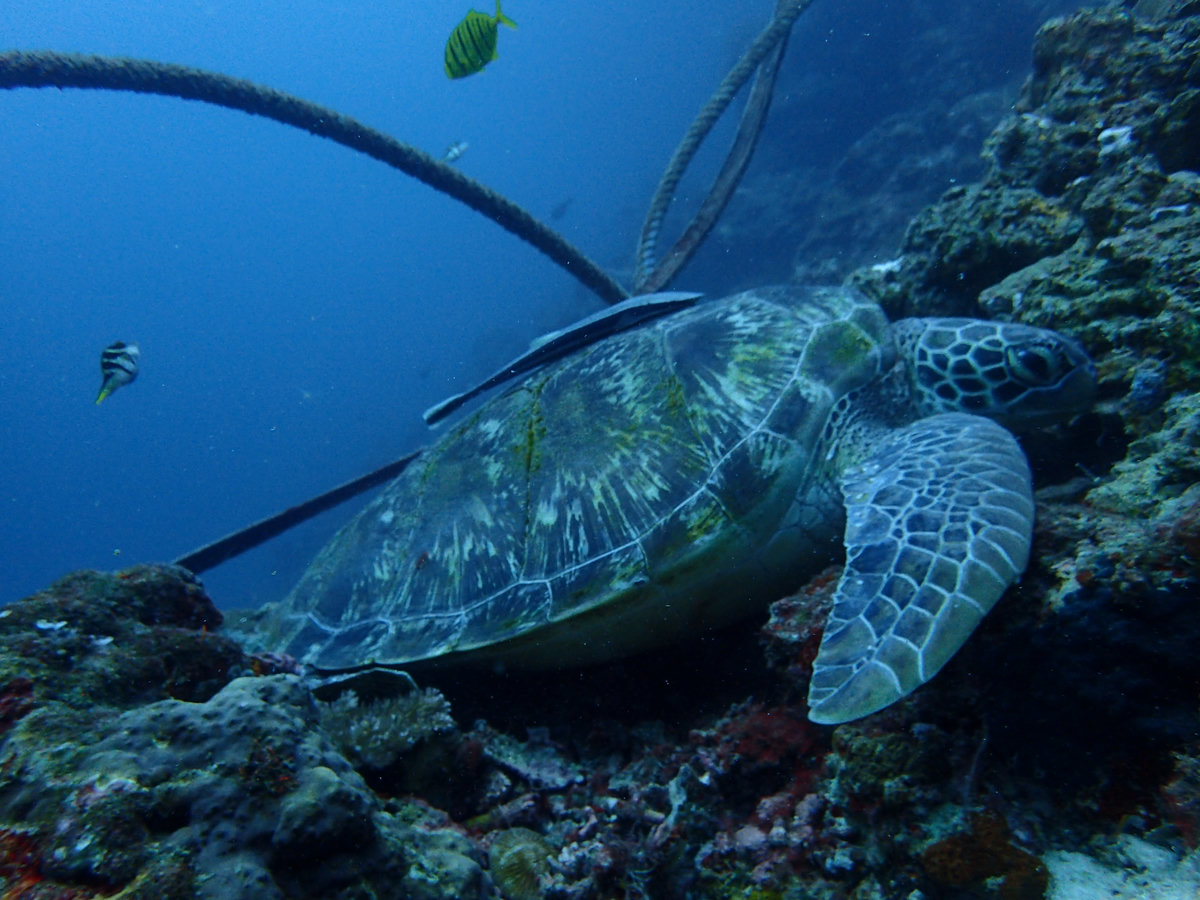 Dive photo 1 of 6