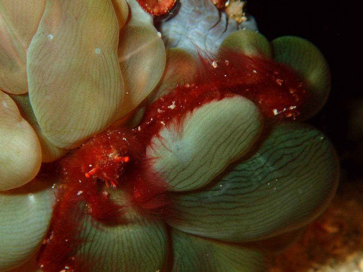 Dive photo 1 of 6