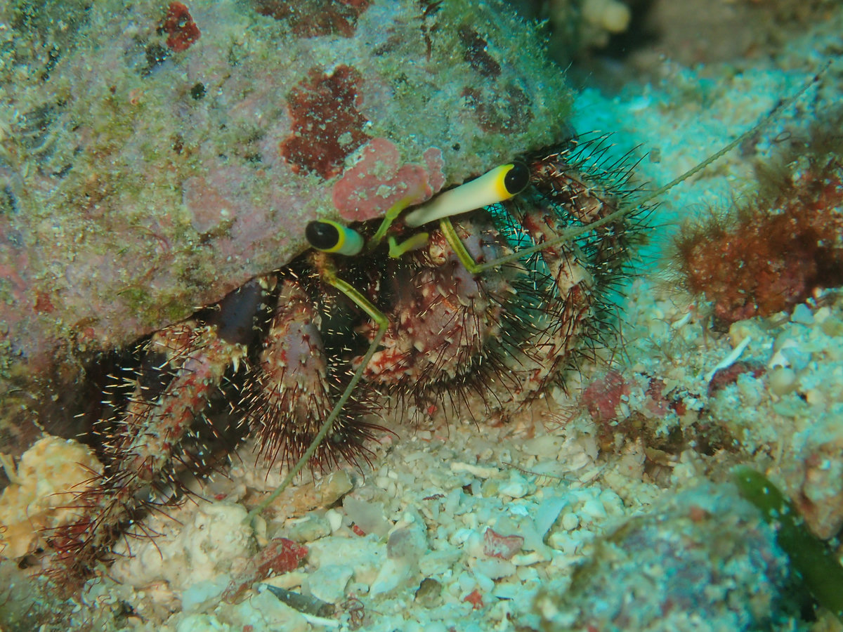 Dive photo 1 of 5