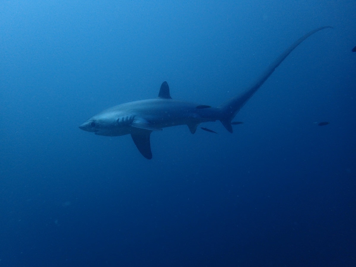 Dive photo 1 of 3