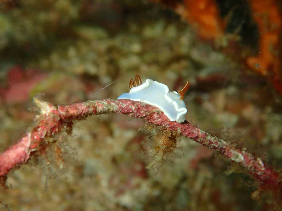 Dive photo 1 of 5