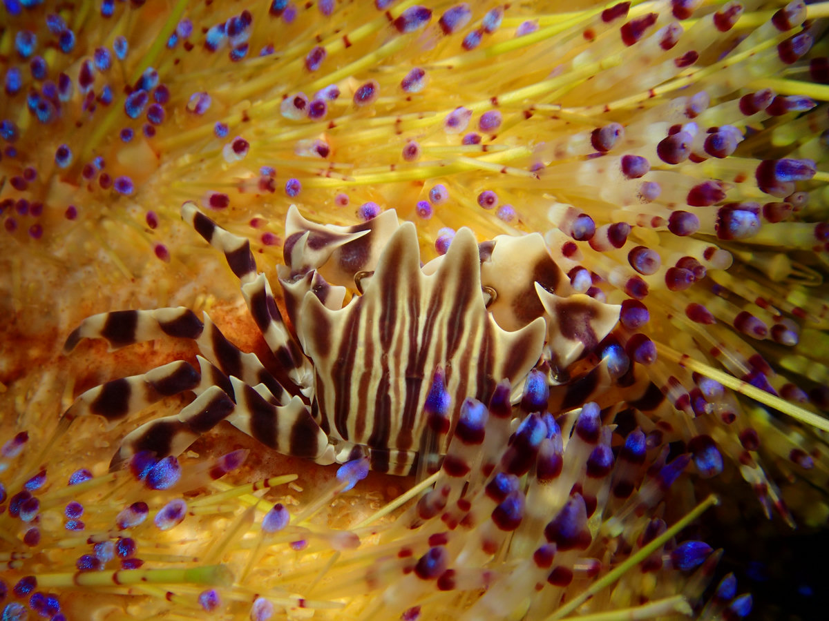 Dive photo 1 of 7