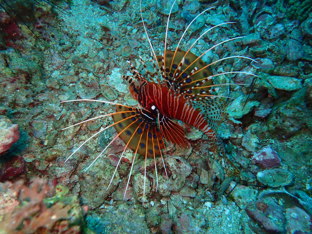 Dive photo 1 of 5