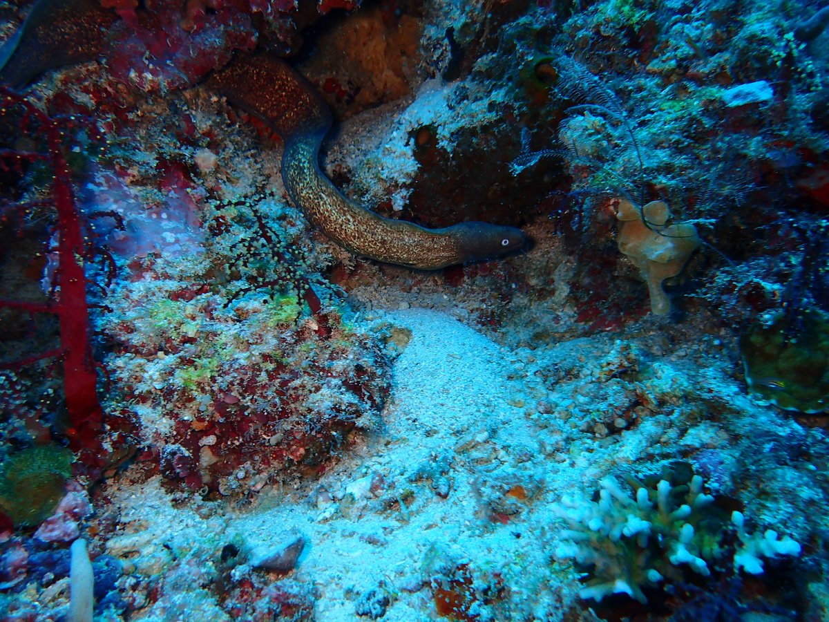 Dive photo 1 of 5