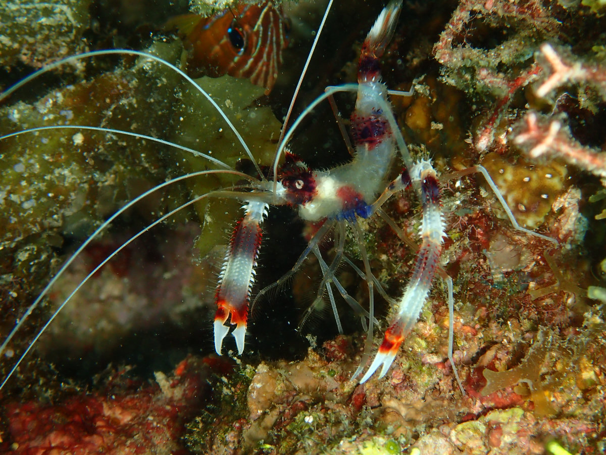 Dive photo 1 of 5