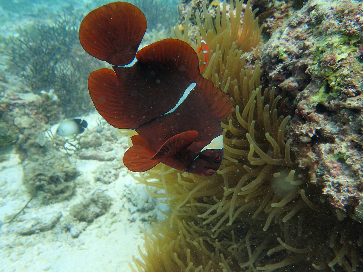 Dive photo 1 of 6